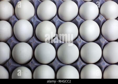 Tablett mit frischen Eiern vom Bauernhof Stockfoto