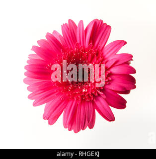 Hot Pink Gerber Daisy wurde auf weißem Hintergrund aufgenommen Stockfoto