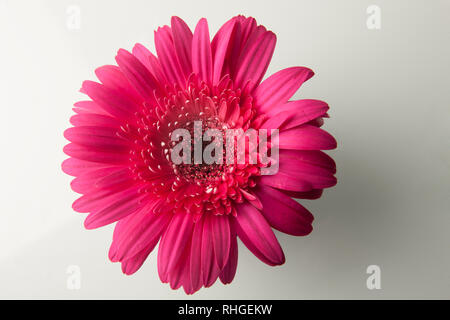 Hot Pink Gerber Daisy wurde auf weißem Hintergrund aufgenommen Stockfoto