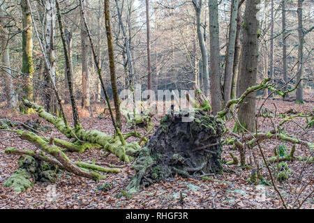 Ein gefallener alte Moos bedeckt faulenden Baum im grünen Moos bedeckt in einer Lichtung am Waldboden legt Stockfoto