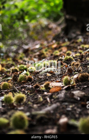 Conkers in Ihrer stacheligen äusseren Umhüllungen auf einem waldboden Stockfoto