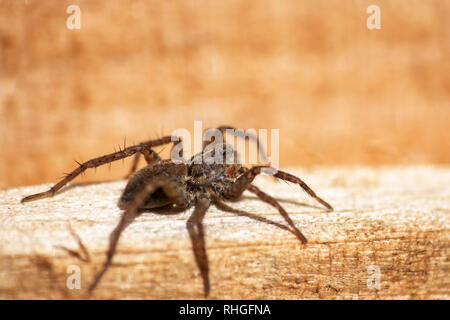 Nahaufnahme von einem Wolf Spinne auf einem hölzernen Zaun Stockfoto