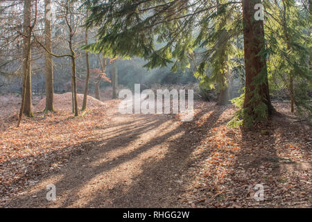 Sonnenstrahlen Licht Filter durch die Zweige auf einen Winter woodland Pfad Stockfoto