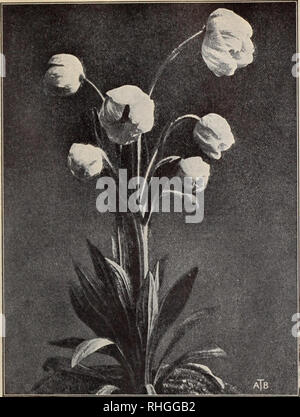 . Boddington's Qualität Blumenzwiebeln, Samen und Pflanzen/Arthur T. Boddington.. Baumschule Katalog. BODDINGTON^ A. lCl £ Wl/Samen 7. Meconopsis integrifolia (siehe Seite 6) Scotch Viola, oder Getuftet Stiefmütterchen Der Scotch Bratschen, oder Getuftet Stiefmütterchen, haben der späten Jahre j gewesen; Ich eatl geschätzt. Es gibt eine große Anzahl von Sorten, die in unterschiedlichen Farben von blassem Lavendel zu tiefen, satten Violett, mit vielen charmanten interme- diate Schattierungen. Sie sind Sehr reichblühend und kann nicht für Bettzeug Zwecke übertroffen werden; im Licht, reichen Boden und einem feuchten Situation werden Sie weiterhin vom Frühjahr bis in den späten Herbst blühen. Stockfoto