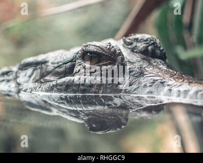 Schöne Krokodil portrait Reflexion. Wildlife Portraits Stockfoto