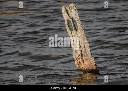 Eine alte verwitterte Liegeplatz Post steht allein langsam Verwitterung und Vergehen in einem Fluss. Stockfoto