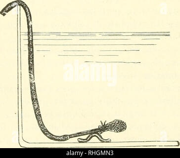. Boletin de pescas. Fischerei. 17 mayor Número de angulas de las que pude Referir en los Primeros es-tadios. Yo indicaré un aparato muy sencillo e ingenioso, ideado por Mi Amigo D. Fernando De Buen, Que Me ha permitido guardar angulas de Agua corriente y Dentro De un Acuario, sin que Salir pudieran. Consta de un sifón simplemente que une el Acuario donde se alojan las angulas con un vaso De Altura, Suficiente para que Marque un Nivel constante. Er añadido ein Tal aparato una pequeña Bolsa sobre el extrem-mo del sifón, que se coloca Dentro del Acuario, lo que im-posibilita la Salida de las ein Stockfoto