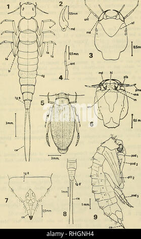 . Boletin de la Sociedad de Biología de Concepción. Sociedad de Biología de Concepción; Biologie; Biologie. Bol. Soc. Biol. de Concepción, Tomo LI, 1981. "5 De Los Charcos ubicados en el Seno Skyring (Río Pérez, Río León) y en el Seno Otway (Río Canelos) se encuentra Myriophyllum sp. (Halogaraceae), y abundantes Crustácea (Ostracodos, Amphipodos); In-secta (Hemiptera, corixidae) y Otros. CSmiAii. 05 mm. Lánceles flavoscutatus Enderlein, 1912. Abb. 1.- Larve en Vista dorsale. Abb. 2.-Mandíbula. F; ig. 3. - Cabeza de Vista dorsale. Abb. 4.-Antena. Abb. 5.-Vista dorsalen de un Marco adulto Fi Stockfoto