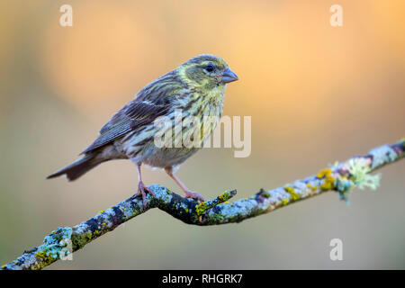 Girlitz (Serinus serinus) Weibchen auf der Niederlassung in Flechten, LeÃ³n, Spanien, Europa Stockfoto