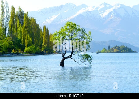 Dass Wanaka Baum, Willow Tree wächst in See ist beliebte Szene in langen Belichtung Stockfoto