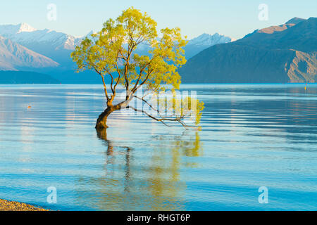 Wasserwellen um, dass Wanaka Baum, Willow Tree wächst in See ist beliebte Szene in langen Belichtung mit Sonnenuntergang Farben aus Schnee co wider Stockfoto