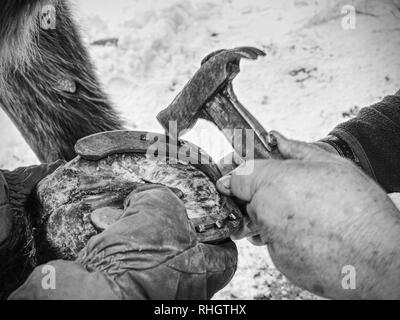 Heiß geschmiedet horshoe wird auf einem Pferde hoaf. Hufschmied mit scharfen Stahl Nägel und kleinen Hammer Nagel. Stockfoto