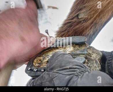 Heiß geschmiedet horshoe wird auf einem Pferde hoaf. Hufschmied mit scharfen Stahl Nägel und kleinen Hammer Nagel. Stockfoto