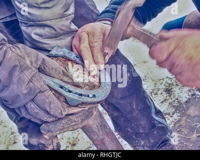 Heiß geschmiedet horshoe wird auf einem Pferde hoaf. Hufschmied mit scharfen Stahl Nägel und kleinen Hammer Nagel. Stockfoto