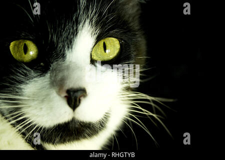 Schwarze und weiße Katze mit Feline immunodeficiency Stockfoto