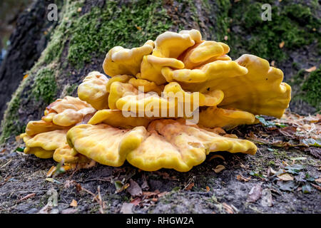 Gelb 2-in-1-essbare Pilze in den Baum. Köstliche Pilz wächst aus der Rinde des Baumes. Moody bewölkten Herbstnachmittag in öffentlichen Park in Sofia, Bulgarien Stockfoto