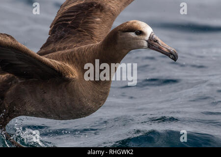 Eine Schwarz-füßige Albatross (Phoebastria Nigripes) nimmt Flug an der Küste von Oregon Stockfoto