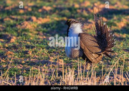 Ein männlicher Sage grouse (Centrocercus urophasianus) zeigt in einem Lek in Colorado Stockfoto