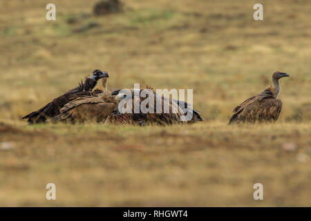 Eine einzelne cinerous Geier (Aegypius monachus) und vier Eurasischen Gänsegeier (Tylose in Fulvus) Feed auf ein Schaf Leichnam in Estremadura, Spanien. Stockfoto