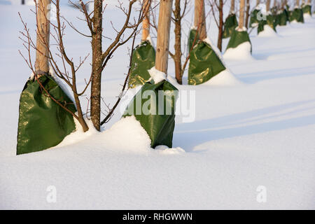 Die Anpflanzung von Bäumen in der Stadt auf dem Gehweg im Winter Stockfoto