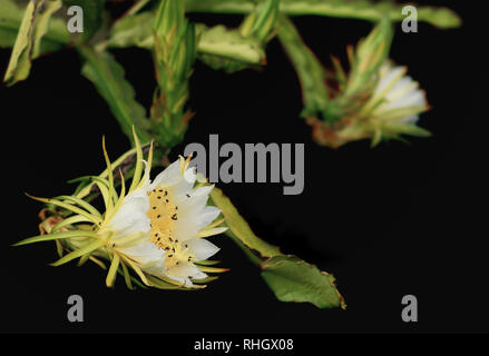 Die duftenden weißen Blüten von Dragon Fruit bestäubt durch australische Bienen Stockfoto