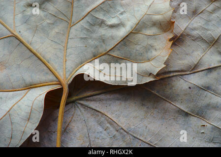 Blatt starb in der Makrofotografie. Gebogene Rippen, Zusammensetzung der Fallen Stockfoto