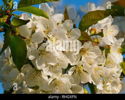 Cherry Orchard, Old Mission Peninsula, Old Mission, Michigan, USA Stockfoto