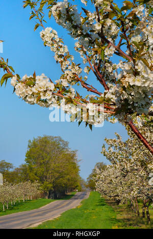 Cherry Orchard, Old Mission Peninsula, Old Mission, Michigan, USA Stockfoto