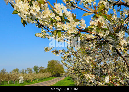 Cherry Orchard, Old Mission Peninsula, Old Mission, Michigan, USA Stockfoto