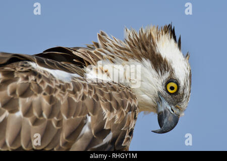 Der fischadler, Fisch hawk Nahaufnahme Stockfoto