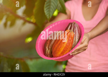 Kakao pads Ernte Thema. Bunte Kakao Früchte in Fach auf unscharfen sonnigen Hintergrund Stockfoto