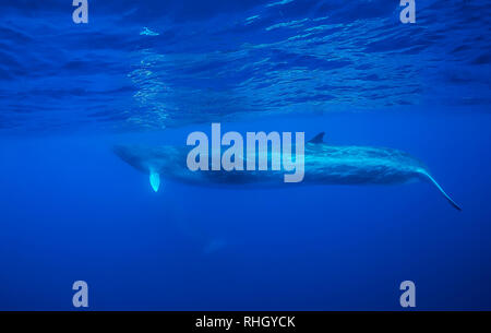 Finnwale, Balaenoptera physalus, Unterwasser, Atlantik, Azoren, Portugal. Stockfoto