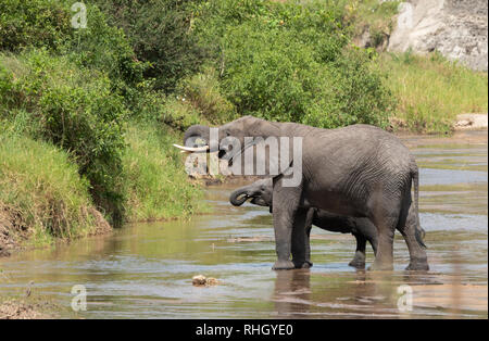 Erwachsener und Kalb Afrikanischer Elefant, Loxodonta africana, trinken aus einem Stream in den Tarangire Nationalpark, Tansania Stockfoto