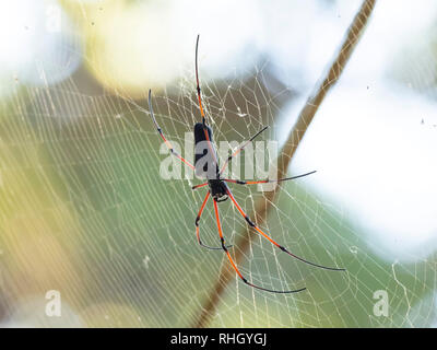 Schwarz Holz Spinne (Nephila kuhlii) Stockfoto