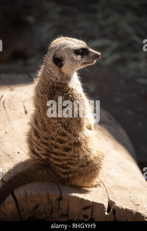 Erdmännchen stehend an Aufmerksamkeit am Zoo in Colorado Springs, Colorado. Stockfoto