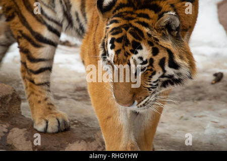 Tiger in Gefangenschaft am Cheyenne Mountain Zoo in Colorado Springs, Colorado Stockfoto