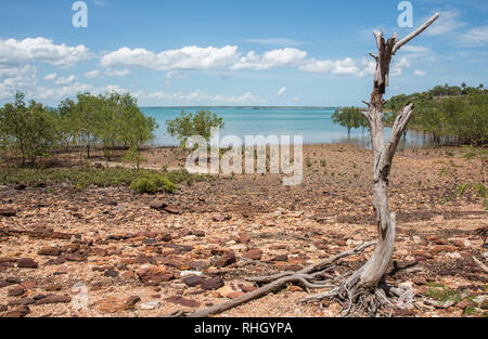 Timor Sea View mit Felsstrand, Treibholz und natürlichen Mangroven Lebensraum in Darwin, Australien Stockfoto