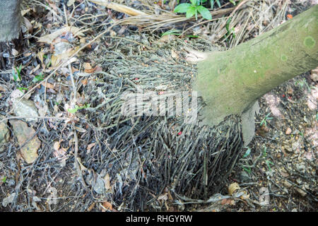 Detail der tropischen Baum Wurzeln im Regenwald von Doctor's Gully in Darwin, Australien Stockfoto