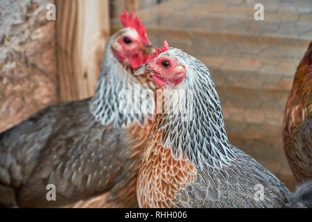 Zwei wunderschöne Goldene Duckwing amerikanisches Spiel Henne Hühner Stockfoto