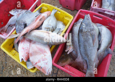 Große frische Red Snapper und andere Fische innen grün Korb. Stockfoto