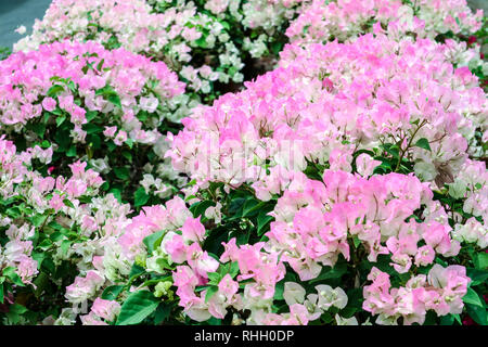 Bougainvillea weiß rosa Zwei Ton Farben Blumen blühen im Garten Stockfoto