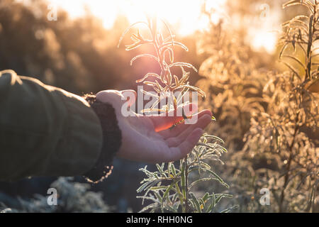 Weibliche Hand berühren sandthorn Blätter in der Morgensonne. Natürliche Schönheit Konzept: Nahaufnahme einer Frau arm und schönen grünen Blättern des Wilden gelblich Stockfoto