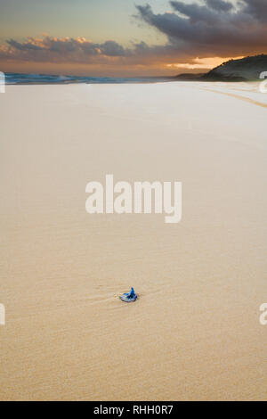 Blaue Flasche Quallen an einem klaren Sandstrand in der Nähe von Double Island Point und Noosa North Shore in Queensland, Australien gestrandeten Stockfoto