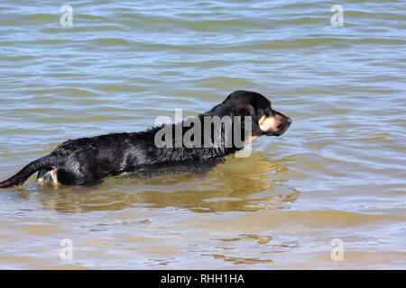 Ein Hund im Wasser Stockfoto