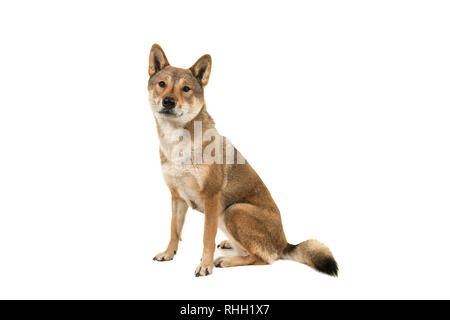 Skikoku Hund sitzen, und wenn man die Kamera auf einem weißen Hintergrund isoliert Stockfoto