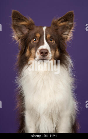 Portrait von Miniatur amerikanischen Schäferhund mit Blick auf die Kamera auf eine deep purple Hintergrund in einem Bild vertikal Stockfoto