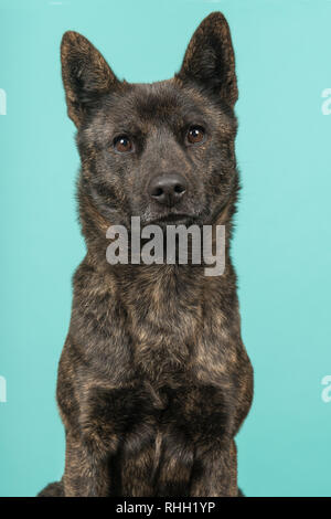 Portrait einer weiblichen Kai Ken Hund der Nationalen japanischen Rasse in die Kamera schaut auf einem türkis-blauen Hintergrund in ein Bild vertikal Stockfoto