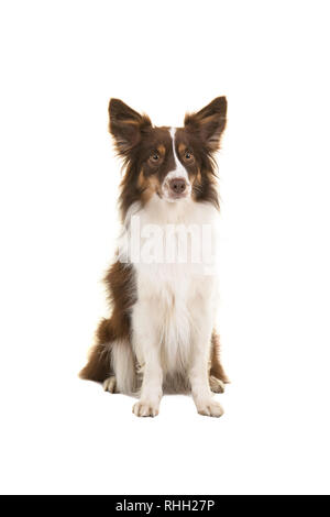 Sitzung Miniatur amerikanischen Schäferhund an der Kamera auf einem weißen Hintergrund suchen Stockfoto