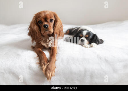 Zwei Hunde schlafen zusammen auf der weißen Decke Stockfoto