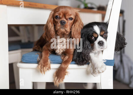 Zwei lustige Hunde sitzen auf den weißen Stuhl Stockfoto